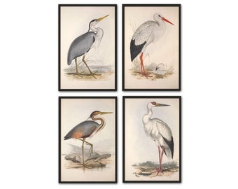 Conjunto de impressões de pássaros, impressão de cegonha-de-garça, decoração de parede de pássaros, ilustração vintage de pássaros, conjunto de pôsteres de ornitologia com 4 peças