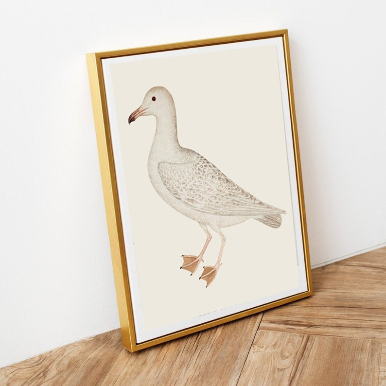 May include: A framed illustration of a white seagull with grey markings. The bird is depicted in profile, with its head turned to the left, and its wings are folded. The background is a light cream colour.