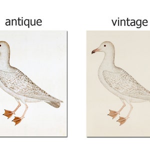 May include: Two illustrations of a white seagull with brown markings on a white background. The image on the left is labelled "antique" and the image on the right is labelled "vintage".