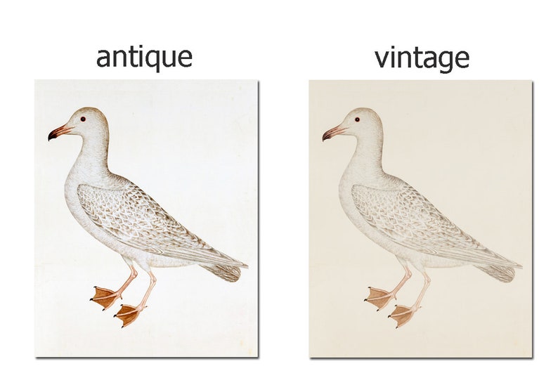 May include: Two illustrations of a white seagull with brown markings on a white background. The image on the left is labelled "antique" and the image on the right is labelled "vintage".