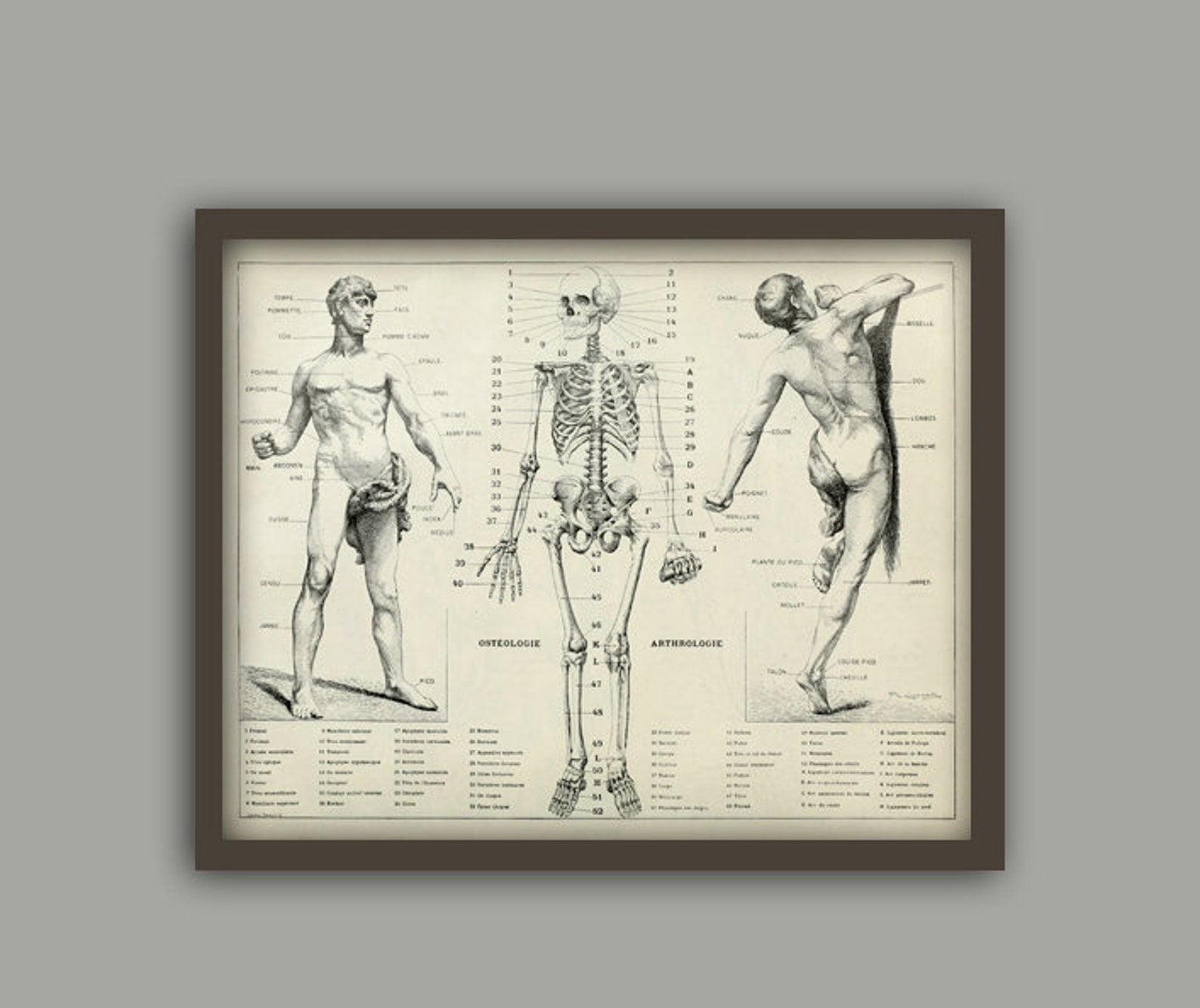 Human Anatomy Antique Human Skeleton Vintage Bones and Muscles Print ...