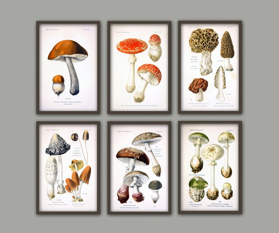 Mushroom Print Set Of 6 Botanical Wall Art Mushroom Kitchen Etsy