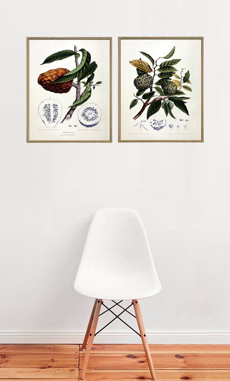 Botanical Print Set Plant Prints Wall Art Decor Fruit Etsy