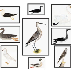 Set di stampe di uccelli, arte murale di uccelli, illustrazioni di uccelli di Olof Rudbeck, parete della galleria, set di poster di uccelli antichi con cigni, gru, gabbiani, anatre e cormorani