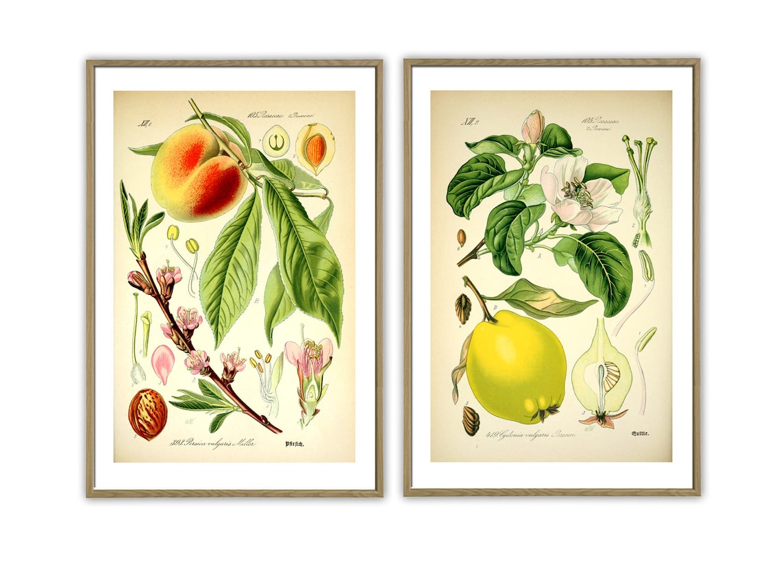 kitchen gallery wall art set of 6, vintage fruit... Vintage Fruit Botanical Print Set, Kitchen Gallery Wall Art Art-130(2 ...
