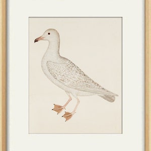 May include: A white seagull with grey markings on its wings and body, standing on a light beige background.