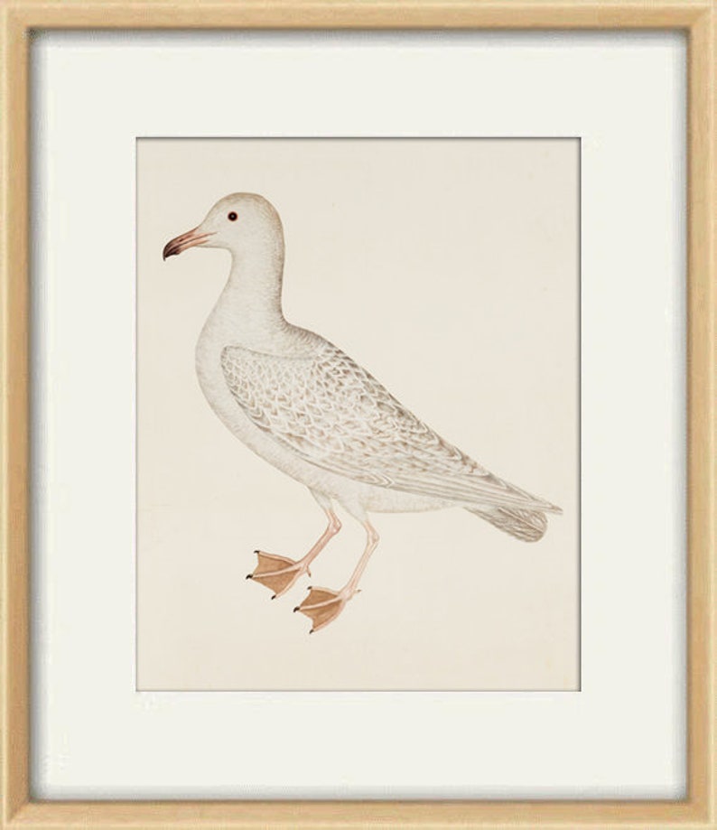 May include: A white seagull with grey markings on its wings and body, standing on a light beige background.