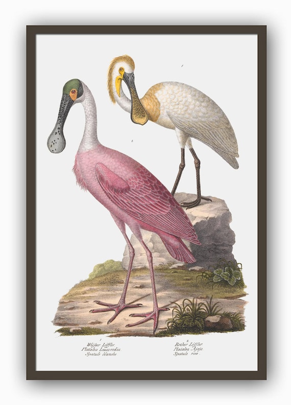 ✴️特別価格【原画】『道案内鳥』（絵画 鳥 ヘラサギ パステル画） - 美術品・アンティーク・コレクション