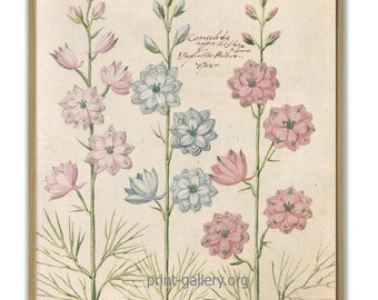 Pink and Blue Flower Vintage Botanical Print, Wall Art Decor
