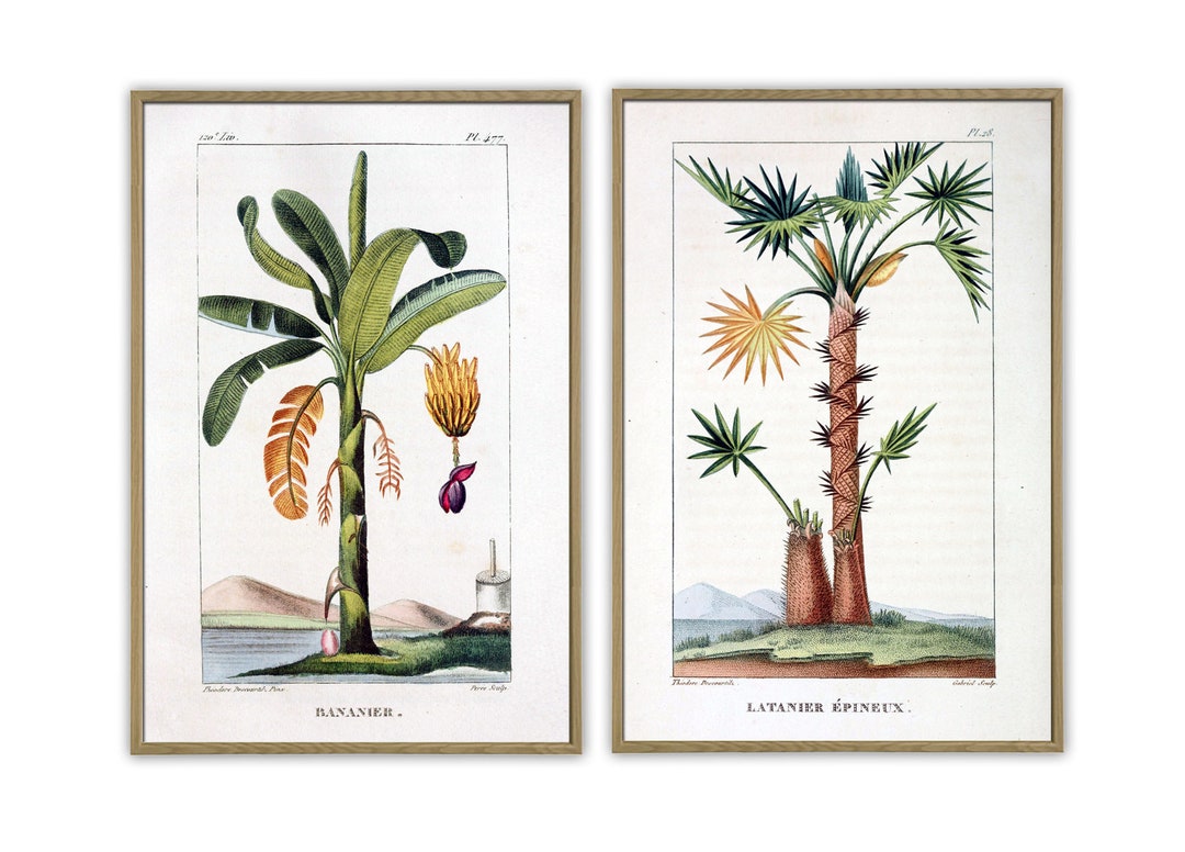 Palm Art Print Set, Botanical Antique Illustration, Banana Palm Wall