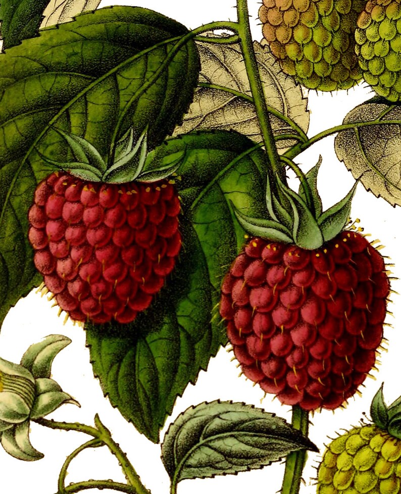 Raspberry Print Kitchen Wall Art Decor Botanical Etsy