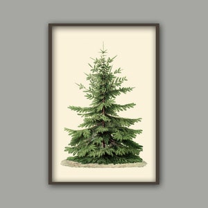 May include: A vintage botanical illustration of a green coniferous tree with a light brown trunk. The tree is depicted in a simple, elegant style against a cream background.