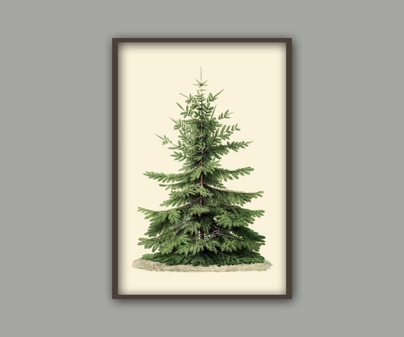 May include: A vintage botanical illustration of a green coniferous tree with a light brown trunk. The tree is depicted in a simple, elegant style against a cream background.