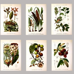 Botanical Wall Art Print Set of 6, Home Decor, Botanical Illustration, Plant Gallery, Plant Poster, Plant Decor image 5