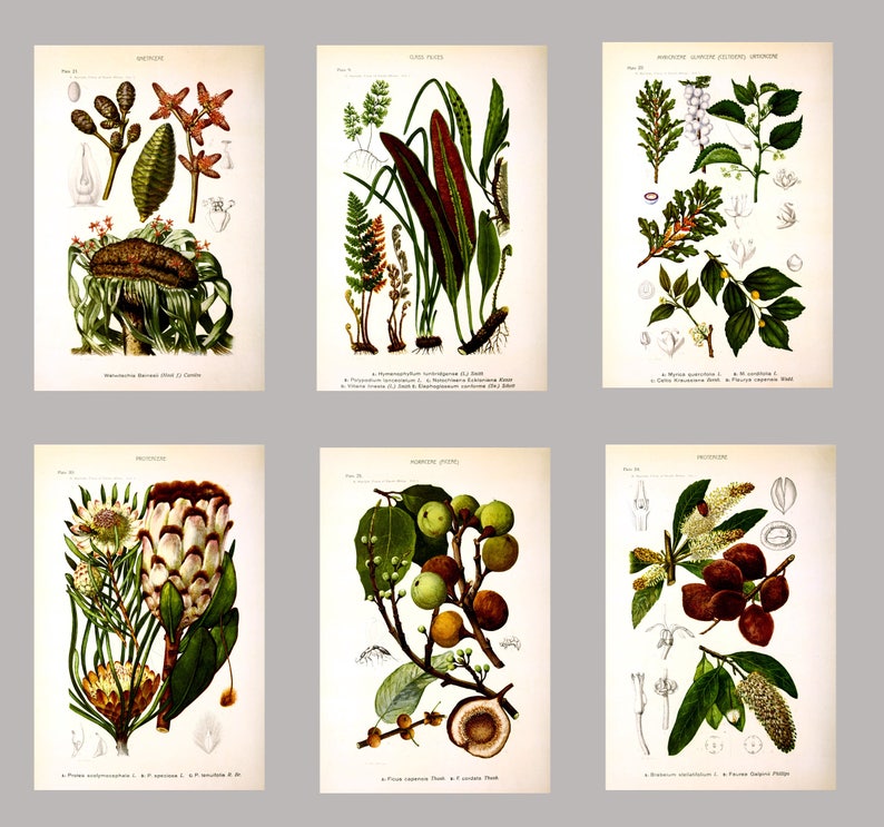 Antique Plant Wall Art Print Set of 6, Home Decor, Botanical Illustration, Plant Gallery, Plant Poster, Plant Decor image 5