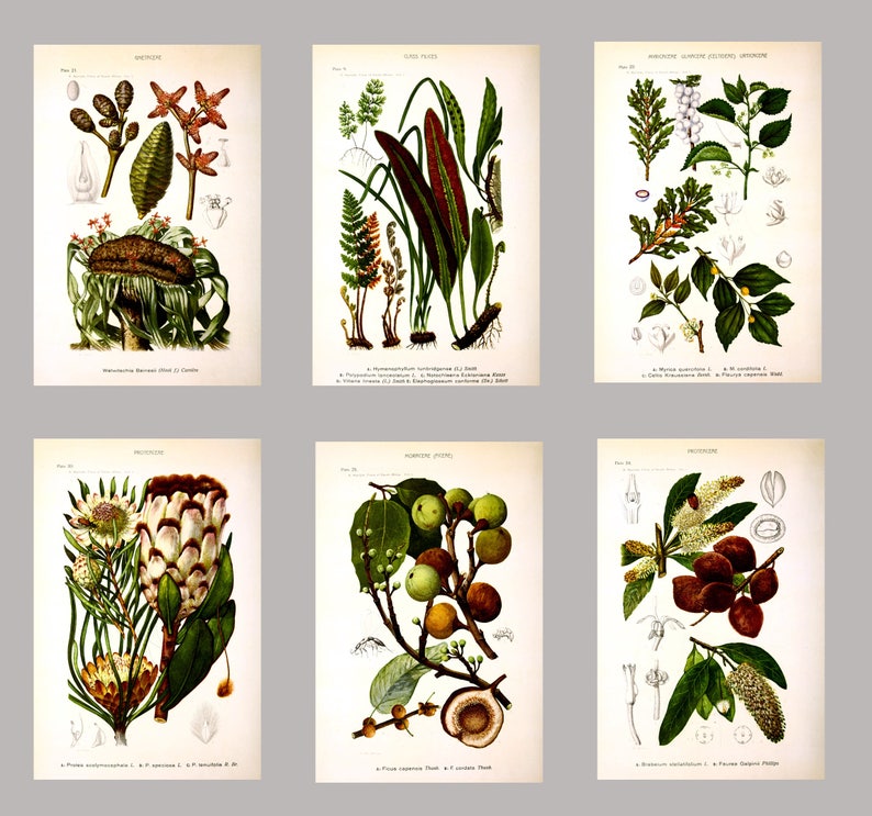 Botanical Wall Art Print Set of 6, Home Decor, Botanical Illustration, Plant Gallery, Plant Poster, Plant Decor image 5