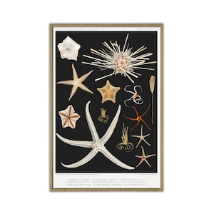 Starfish Print, Marine Biology Print, Bathroom Decor Poster, Oceanography Print, Science Illustration, Marine Biology, Bathroom Decor