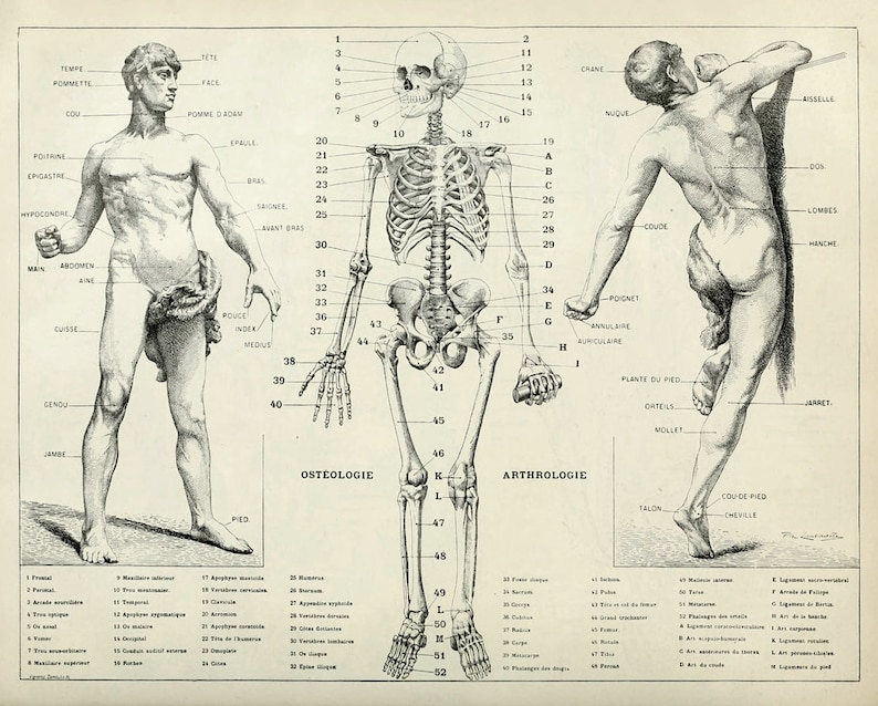 Human Anatomy Antique Human Skeleton Vintage Bones and Muscles Print ...