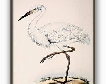 White Heron, Bird Vintage Illustration Print