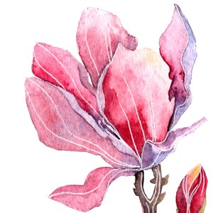 May include: A watercolor painting of a pink magnolia flower with a bud. The flower has delicate petals and a soft, pink hue.