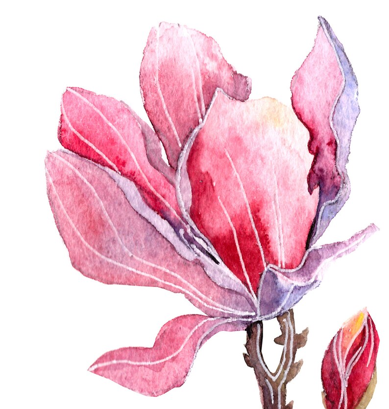 May include: A watercolor painting of a pink magnolia flower with a bud. The flower has delicate petals and a soft, pink hue.