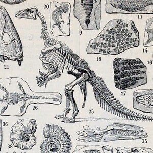 Skeleton print antique book plate print science poster wall art decor education poster paleontology print school room decor anatomy animals image 6