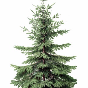 May include: A green evergreen tree with a brown trunk and branches. The tree is isolated on a white background.