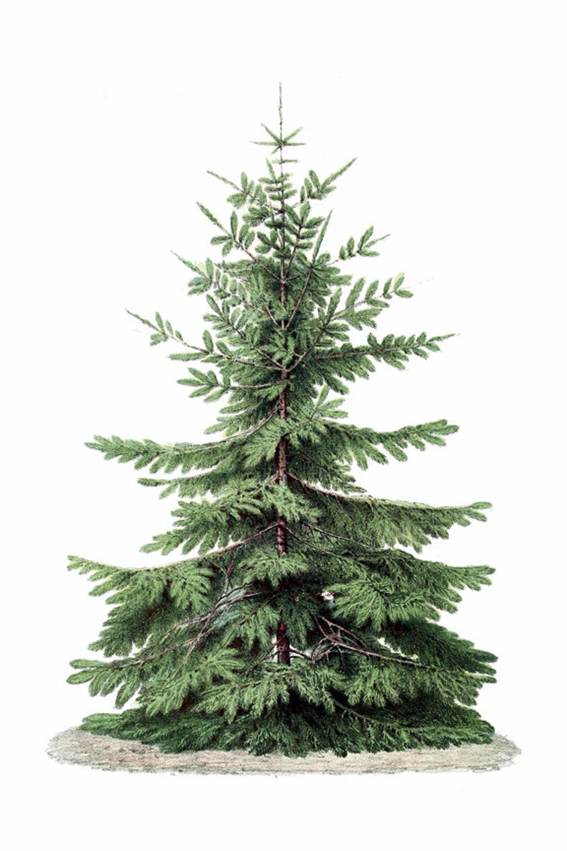 May include: A green evergreen tree with a brown trunk and branches. The tree is isolated on a white background.