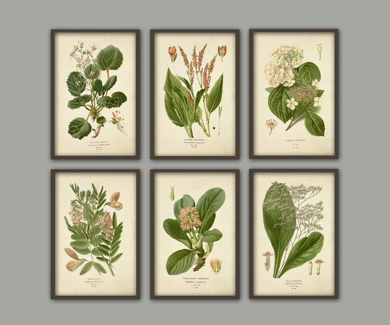 Rustic Botanical Illustration Flowers Prints Wall Art Print - Etsy