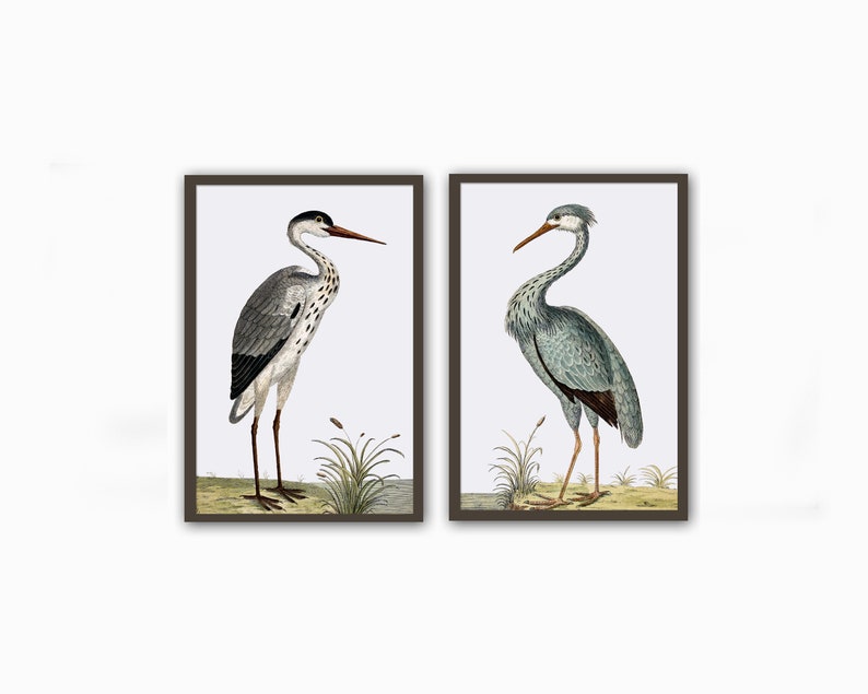 Bird Print Set, Vintage Bird Wall Decor, Bird Antique Illustration ...