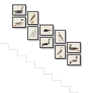 Birds Print Set of 6, Wall Rt Decor, Bird Illustration Print, Horizontal Print Set of 6