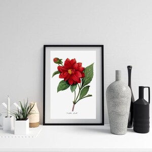 Flower Print, Home Decor, Botanical Illustration, Antique Flower Illustration, Dahila image 9