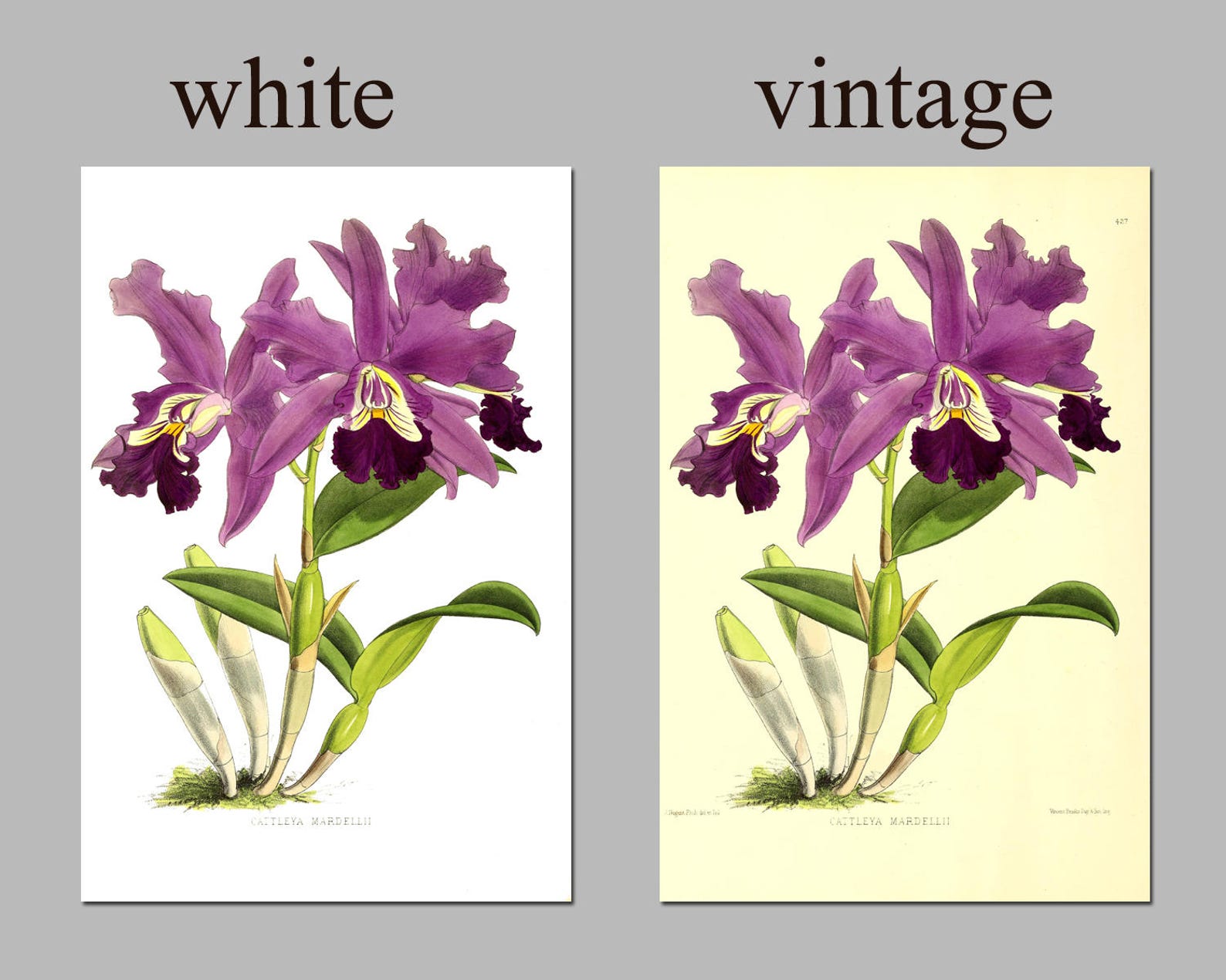 Flowers Art Print Set of 12 Gallery Wall Botanical Art Etsy