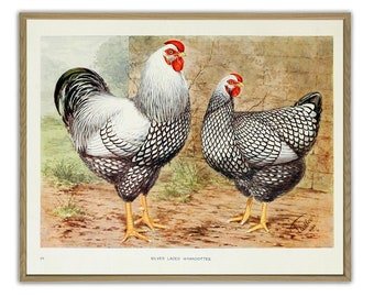 Op de afbeelding: Een vintage illustratie van twee zilver-gespikkelde Wyandotte kippen. De haan staat links en de hen rechts. Beide kippen hebben zwart-witte veren met een zilveren glans. De haan heeft een rode kam en keellapjes. De hen heeft een kleinere rode kam en keellapjes. De achtergrond is lichtbruin met een stenen muur op de achtergrond.