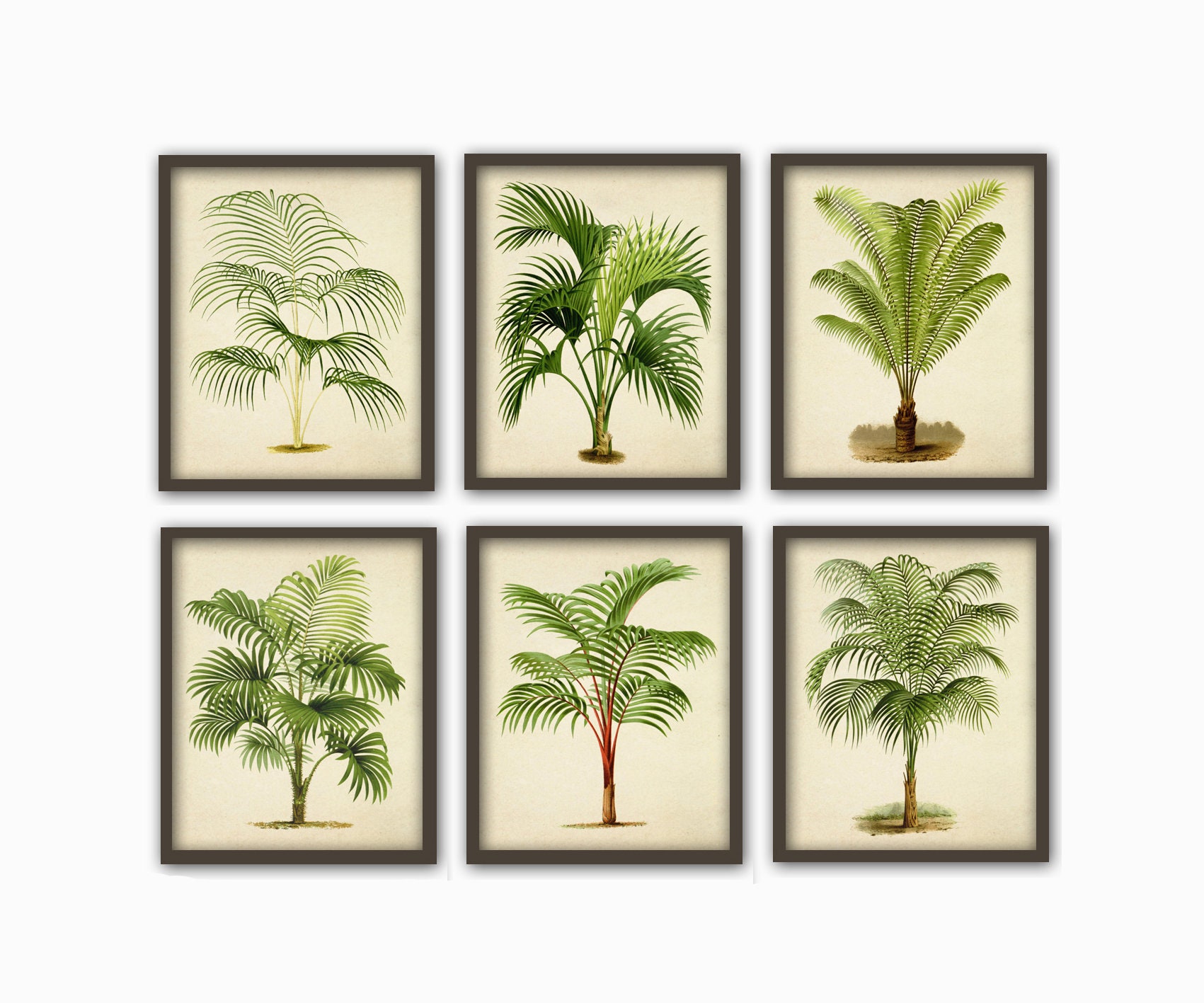 Palm Tree Prints Set of 6 Palm Leaves Print Palm Botanical Etsy
