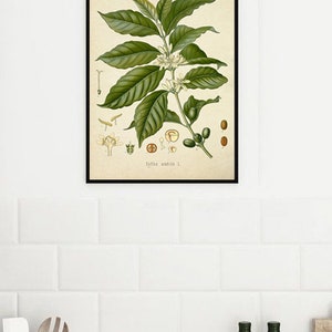 Kaffeplantatryck - Kaffeplantakonst - Kaffeposter - Väggkonsttryck - Köksdekoration-382 bild 6