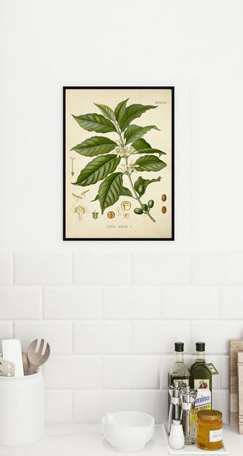 Kaffeplantatryck - Kaffeplantakonst - Kaffeposter - Väggkonsttryck - Köksdekoration-382 bild 6