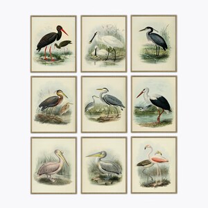 Conjunto de 9 impresiones de aves, ilustraciones de aves, pósteres de aves, arte mural de aves, dibujos científicos de aves, estampado de flamencos, aves silvestres