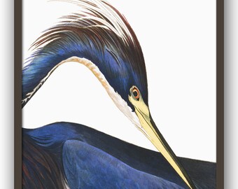 Garza azul de James Audubon, colgante de pared, arte ornitológico americano
