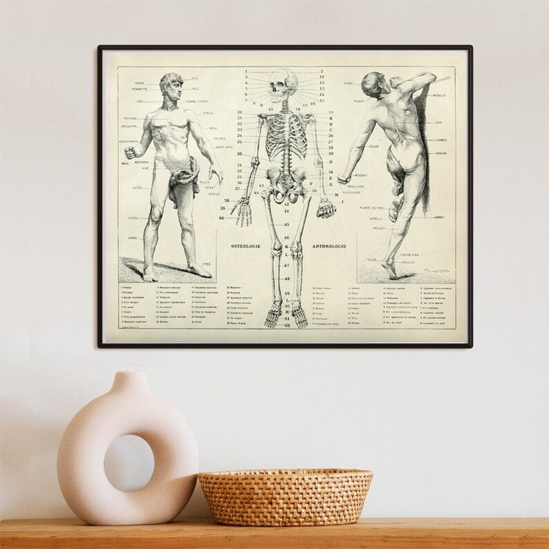 Human Anatomy Antique Human Skeleton Vintage Bones and Muscles Print ...