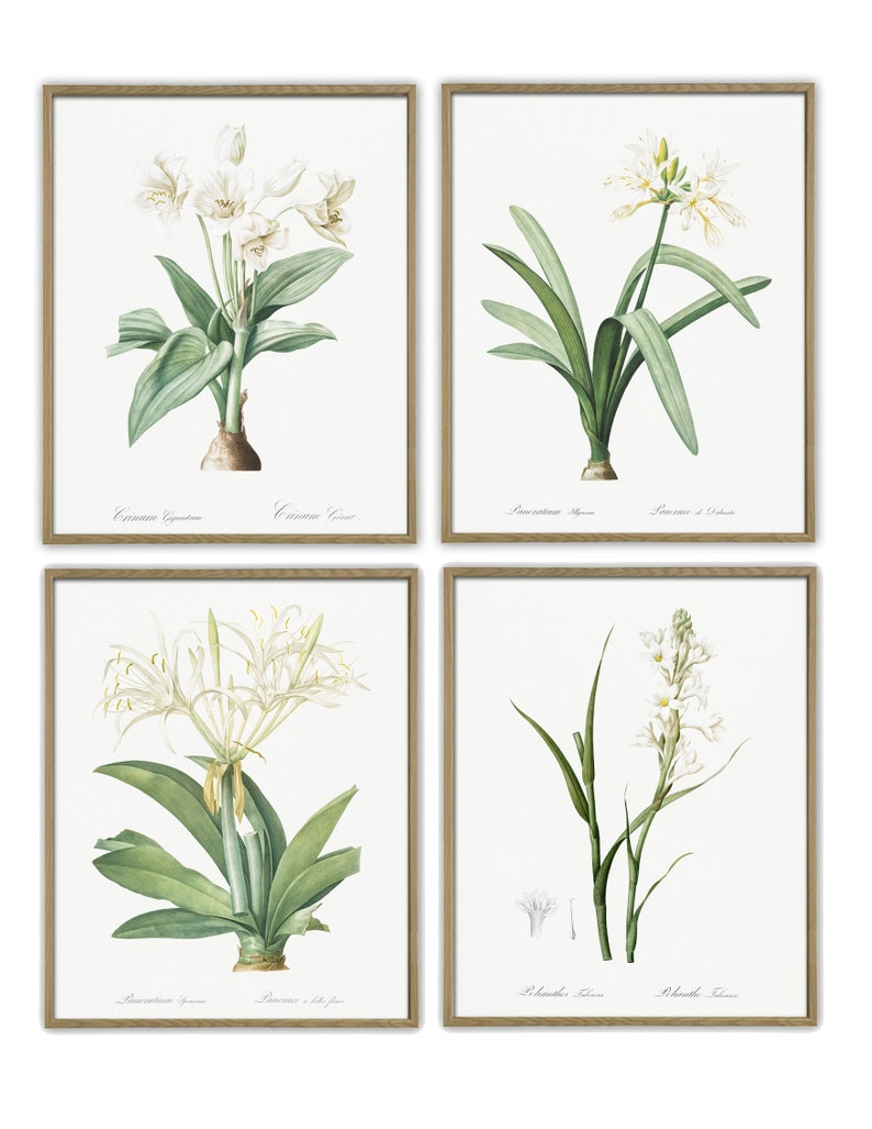 Botanical Print Set of 4, Flower Wall Decor, Flower Art Print ...