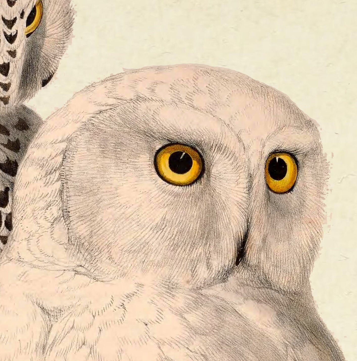 Owl Picture Print Set of 6 Bird Wall Decor Ornithology - Etsy