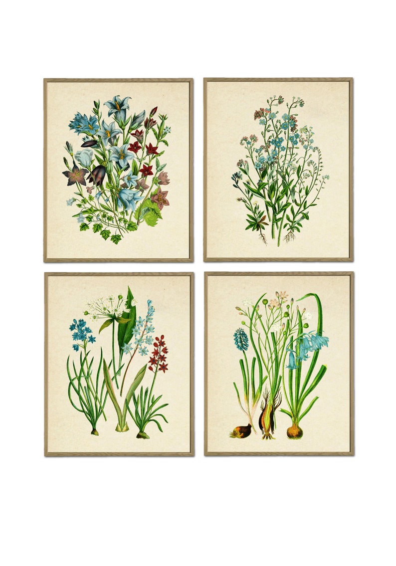 May include: Set of four vintage botanical illustrations featuring blue and white flowers with green leaves. The illustrations are framed in a light brown wood frame.