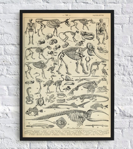 Anatomy Art Print Skeleton Skull Vintage Anatomy Illustrations Frehcn ...