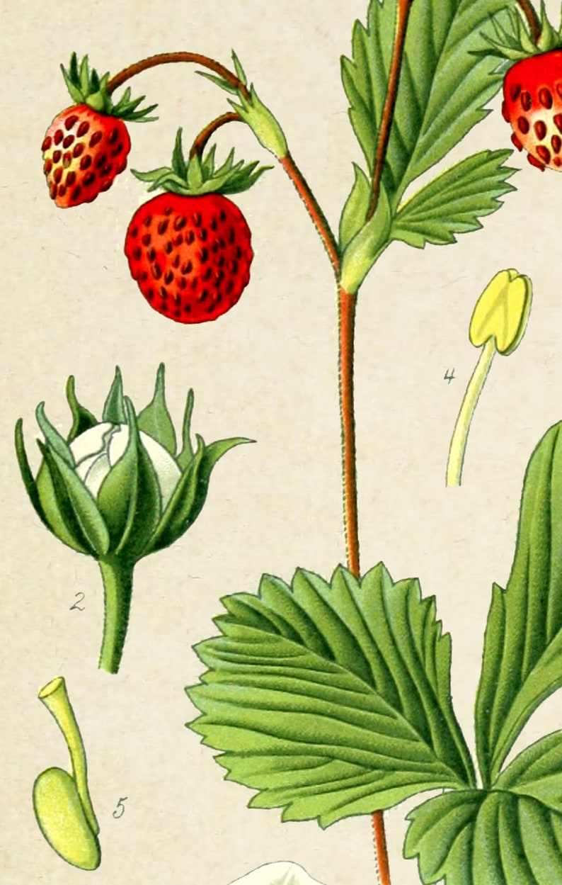 Berry Print Kitchen Wall Art Decor Botanical Illustration - Etsy
