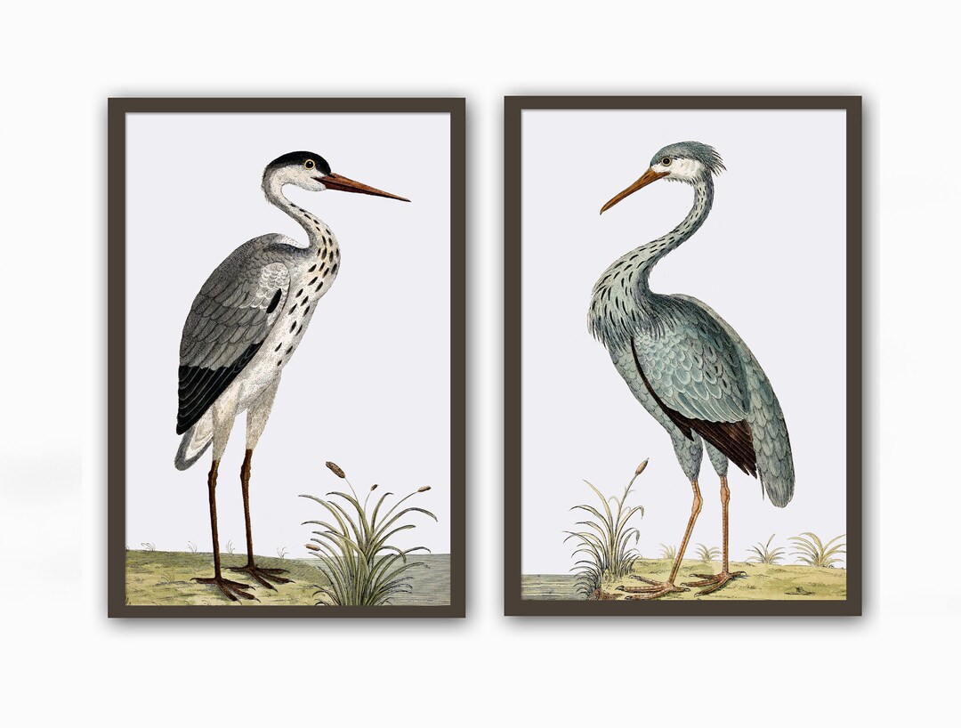 Bird Print Set, Vintage Bird Wall Decor, Bird Antique Illustration