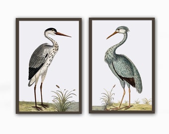 Bird Print Set, Vintage Bird Wall Decor, Bird Antique Illustration Print, Wall Art Decor
