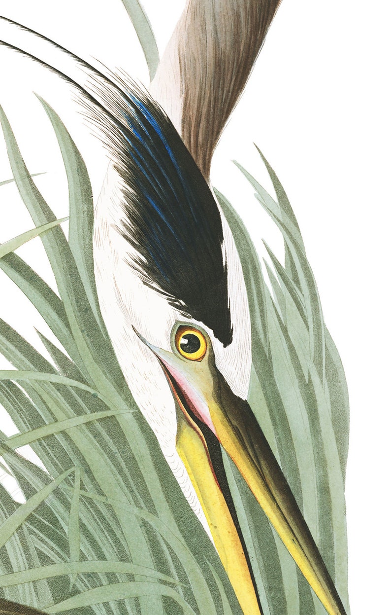 Heron And Crane Print Birds Print Set Of 2 Large Wall Art Etsy Heron And Crane Print Birds Print Set Of 2 Large Wall Art Etsy