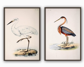 Wild Birds Wall Art Print Set of 2, Antique Bird Decor, Antique Bird Illustration, Ornithology Poster, Bird Print, Bird Decor Set of 2