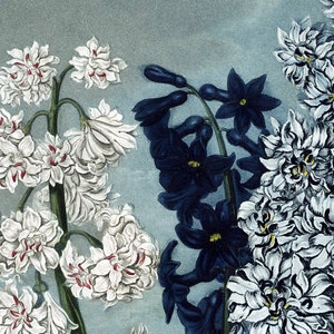 May include: A vintage botanical illustration featuring three types of flowers: white hyacinths, dark blue delphiniums, and white and blue hyacinths. The flowers are painted in a realistic style against a light blue background.